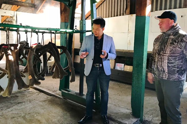 Trang trại nuôi hươu bán hoang dã của doanh nghiệp Việt ở Siberia – Liên bang Nga