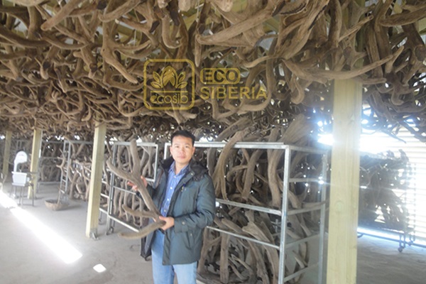 Những thành phẩm nhung hươu của ECO SIBERIA - đơn vị bán nhung hươu tại Hà Nội